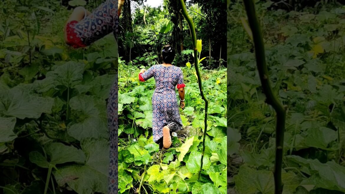 মিষ্টি কুমড়ার চাষ /sweet pumpkin harvest..#youtubeshorts #trending #shortvideo #shorts #gardening