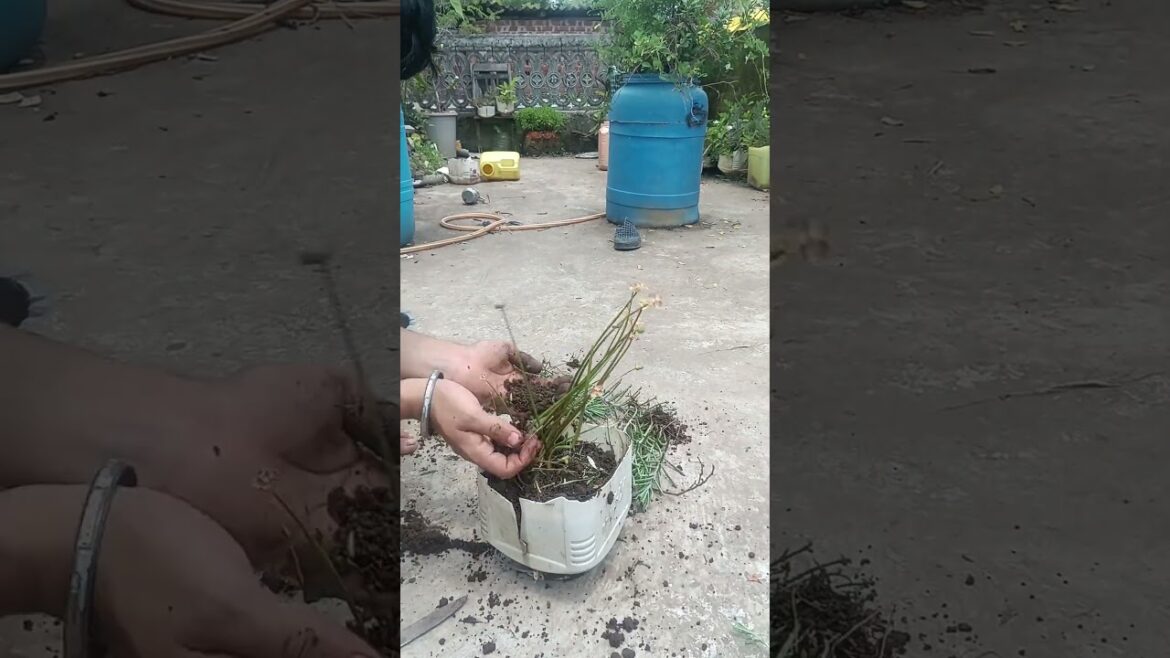 Ghat flower🌱🎋#gardendesign #minivlog #garden