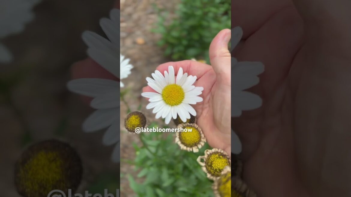 Kaye Kittrell: Take a gardener from her garden, this happens! #gardenersgardening Take a gardener from her garden, this happens! #gardenersgardening