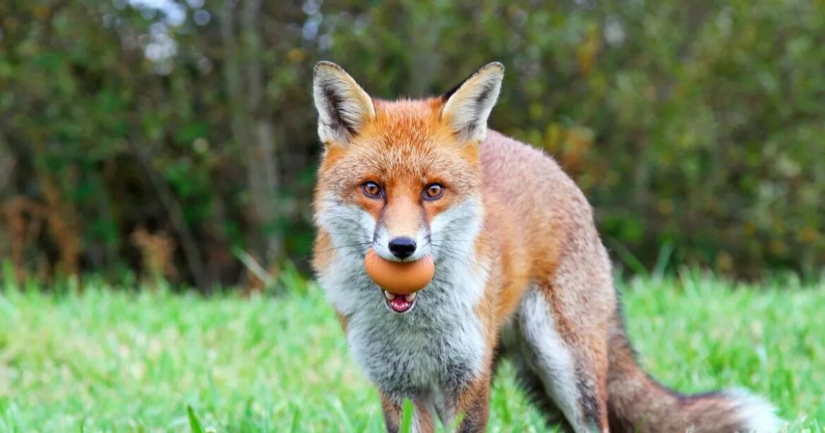 Gardeners could be hit with £5,000 if fox breaks into their garden Ipso logo