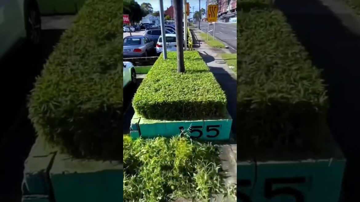 He shapes trees like he’s making art #shorts #entertainment YouTube He shapes trees like he's making art #shorts #entertainment YouTube