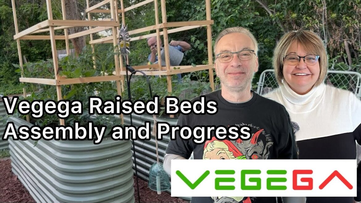 Vegega Raised Beds Assembly, Tips And Progress | Our Summer Progess | Container Garden Vegega Raised Beds Assembly, Tips And Progress | Our Summer Progess | Container Garden