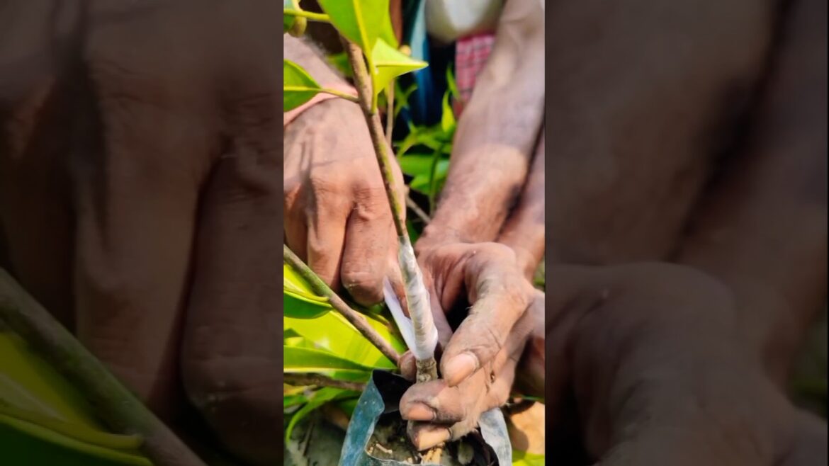 100% Success with Sapota Grafting 🌳 Approach Technique Explained! #shorts