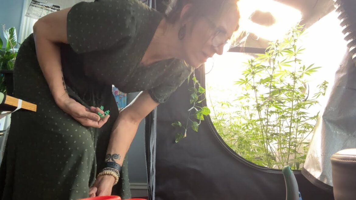 Peyote WiFi & Tangie Berry x // Night Life W/Cleo // OKC & Garden Plans Peyote WiFi & Tangie Berry x // Night Life W/Cleo // OKC & Garden Plans