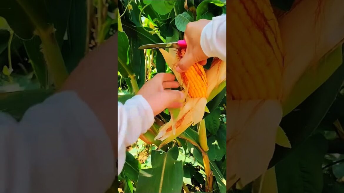 Harvesting Fresh Corn: From Stalk to Table! 🌽✨ #FarmToTable #Shorts