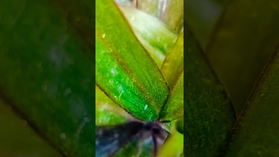 #gardening #hibiscus #gardenplants #garden #flowers #indoorplants #gardeningtips #fertilizer