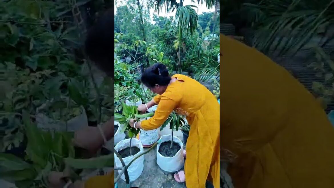 কয়েকটি আম গাছের ডগা কাটিং করলাম/cutting #trending #youtubeshorts #shortvideo #shorts #garden#plants