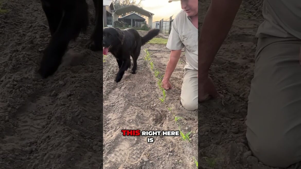 Perfect Row Spacing Tips for Planting Corn! #growhoss #growyourownfood #gardening