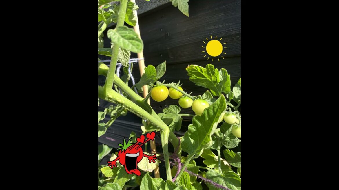 Tomatoes – watch my UK tomatoes grow. #tomatoes #gardening #vegetables Tomatoes - watch my UK tomatoes grow. #tomatoes #gardening #vegetables