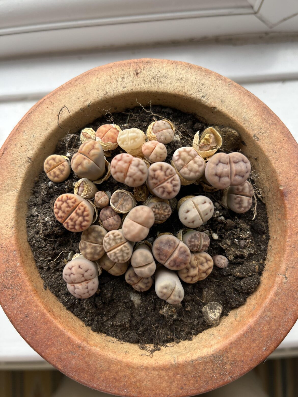 Healthy or not healthy?