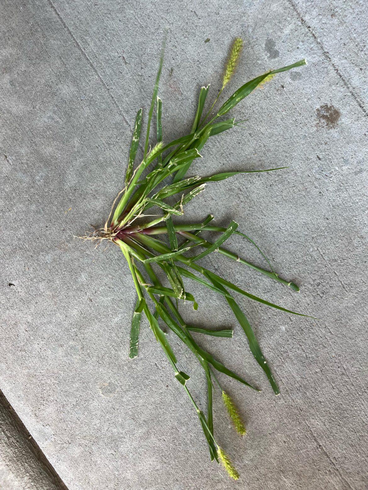 Everyone is bitching about what crab grass is