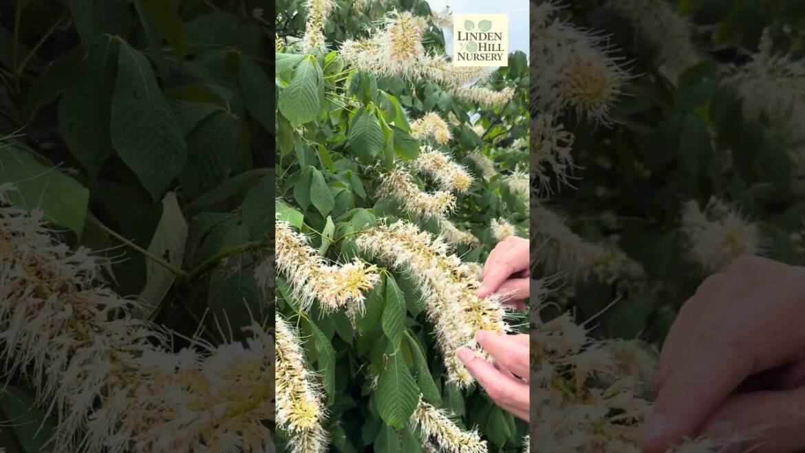 Bottlebrush Buckeye (Aesculus parviflora) Series continued. #garden #gardening #plants #gardendesign Bottlebrush Buckeye (Aesculus parviflora) Series continued. #garden #gardening #plants #gardendesign