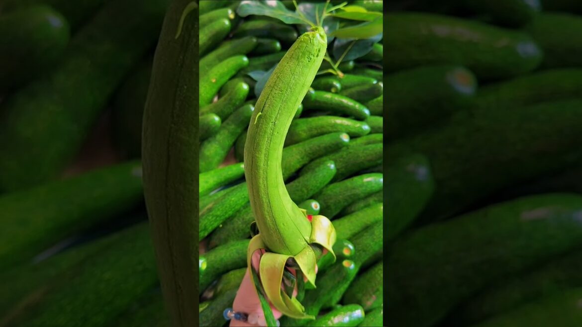Perfect Long Gourd Peel ASMR: Oddly Satisfying Green Vegetable Prep! ✨ Perfect Long Gourd Peel ASMR: Oddly Satisfying Green Vegetable Prep! ✨