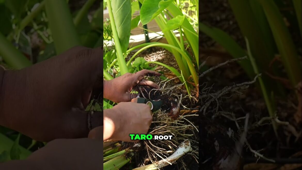 Harvesting Taro Roots and Replanting in our Garden