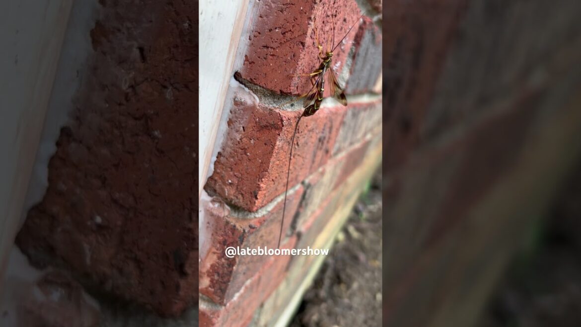 What IS this? Don’t sting me! #insect #gardening