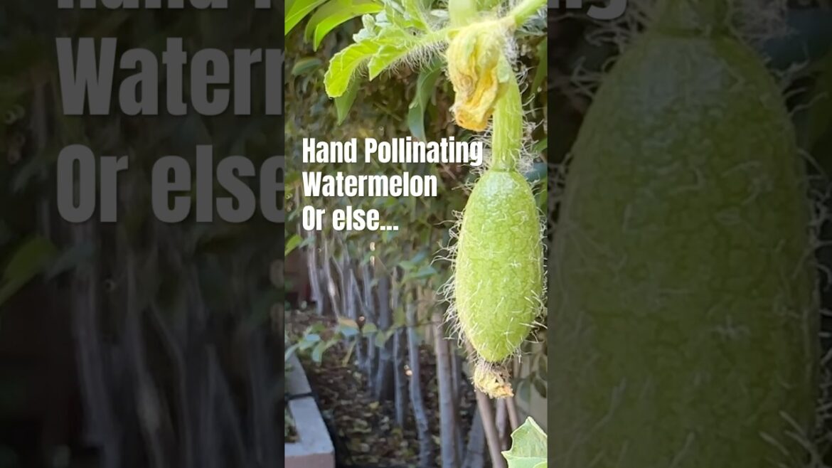 Watermelon Must-Hand Pollinating