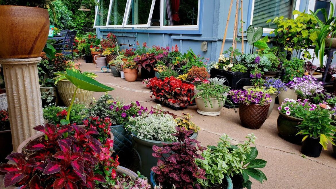 June Container Garden Tour, ALL the Plants