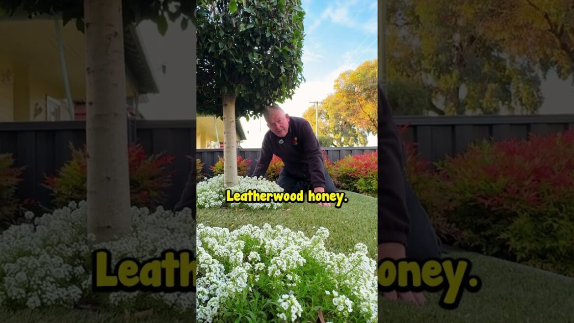 White Alyssum is the Perfect Addition to Your Green and White Garden. White Alyssum is the Perfect Addition to Your Green and White Garden.