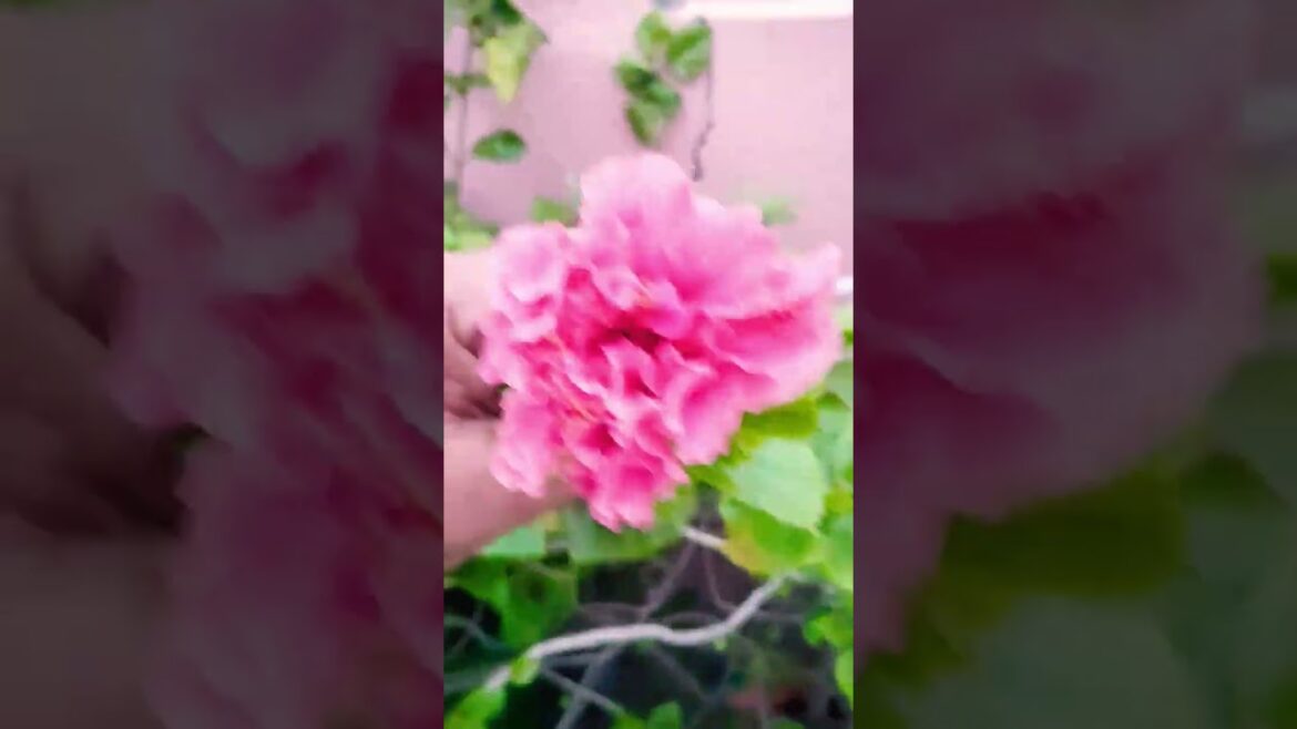 hibiscus double petal 🌺💐🏡🌱👨🌾👩🌾 #hibiscus #flowers #trendingnow #shorts #garden hibiscus double petal 🌺💐🏡🌱👨🌾👩🌾 #hibiscus #flowers #trendingnow #shorts #garden