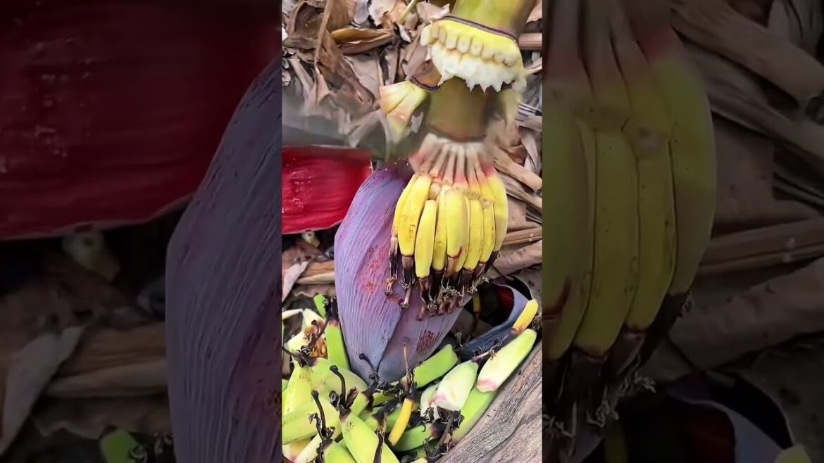 Harvesting Fresh Banana Blossom: Easy Guide to Prepare Banana Heart!