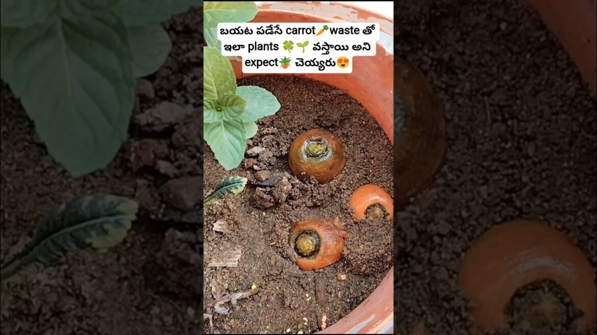 #please కొంచెం# subscribe 👍🥕 చెయ్యచ్చు కదా😍#viralshorts#trending#gardening#plants#shorts#nature