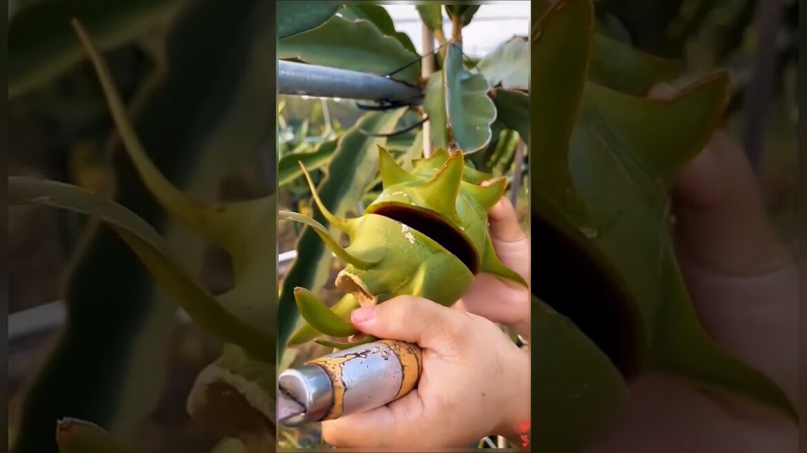 🔥 WATCH: How to Cut a Dragon Fruit (Pitaya) & Reveal Its Stunning Red Inside! | Easy Guide 🔥 WATCH: How to Cut a Dragon Fruit (Pitaya) & Reveal Its Stunning Red Inside! | Easy Guide