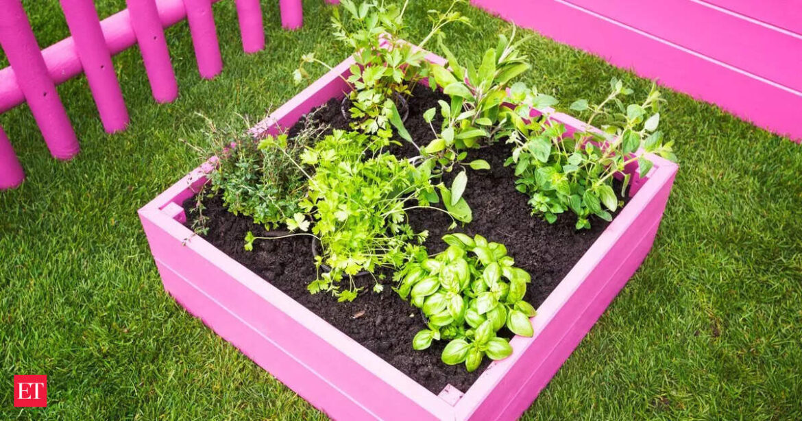 best herbs for tomato garden: Plant these 10 herbs next to your tomatoes for a pest-free garden — no sprays needed best herbs for tomato garden: Plant these 10 herbs next to your tomatoes for a pest-free garden — no sprays needed