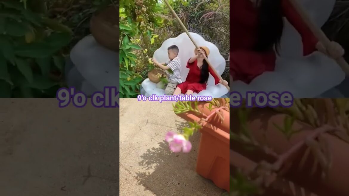 today  blooming 9'o clk plants #beautiful #gardening  #flowers #shortsfeed