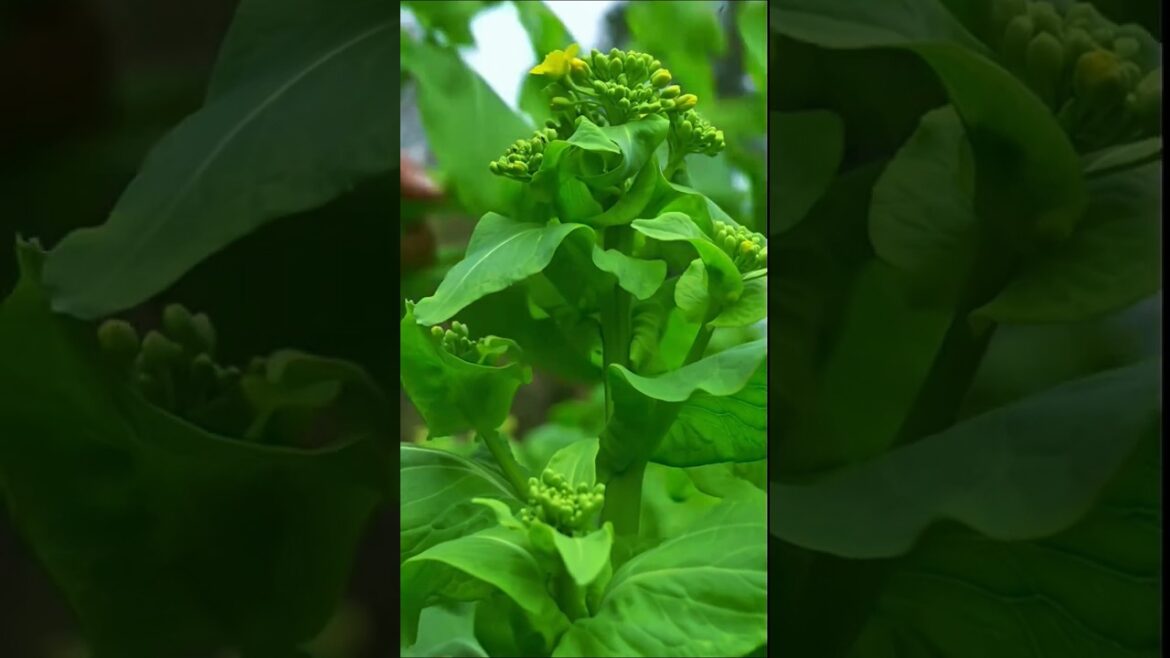From Garden to Table: Harvesting Fresh Organic Greens! 🌿✨ #Shorts