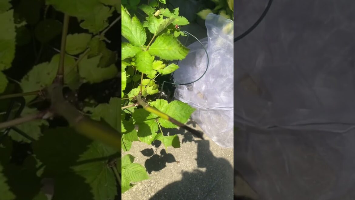 Two more berries on my black berry bush! #shorts #gardening #containergardening Two more berries on my black berry bush! #shorts #gardening #containergardening