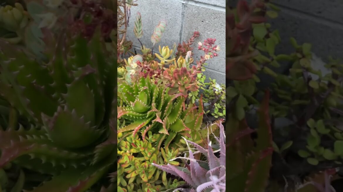 #sukulent #garden #gardendesign #plants #succulent