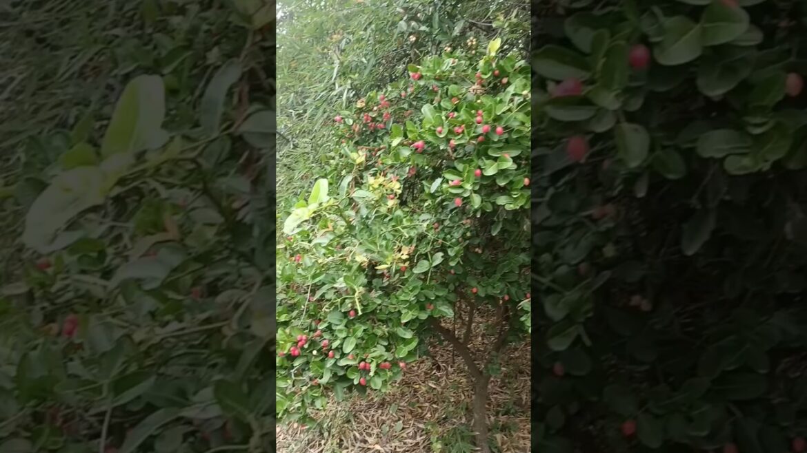 vakyalu plant ☘️#ytshorts #vakayalu #1million #fruits