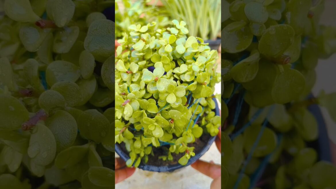 ЁЯМ▒ jade plant repotting #plants #gardening #viralshorts #homegardening #shorts ЁЯМ▒ jade plant repotting #plants #gardening #viralshorts #homegardening #shorts