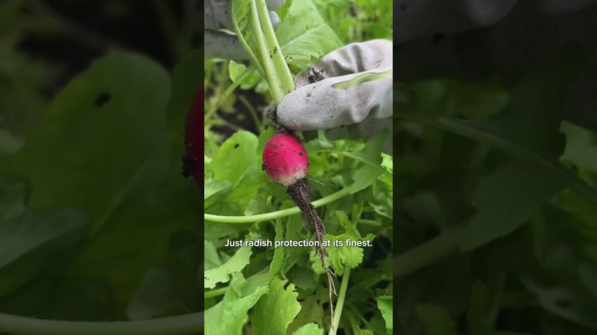 Protected for Success | Viral Herb Butter Radishes