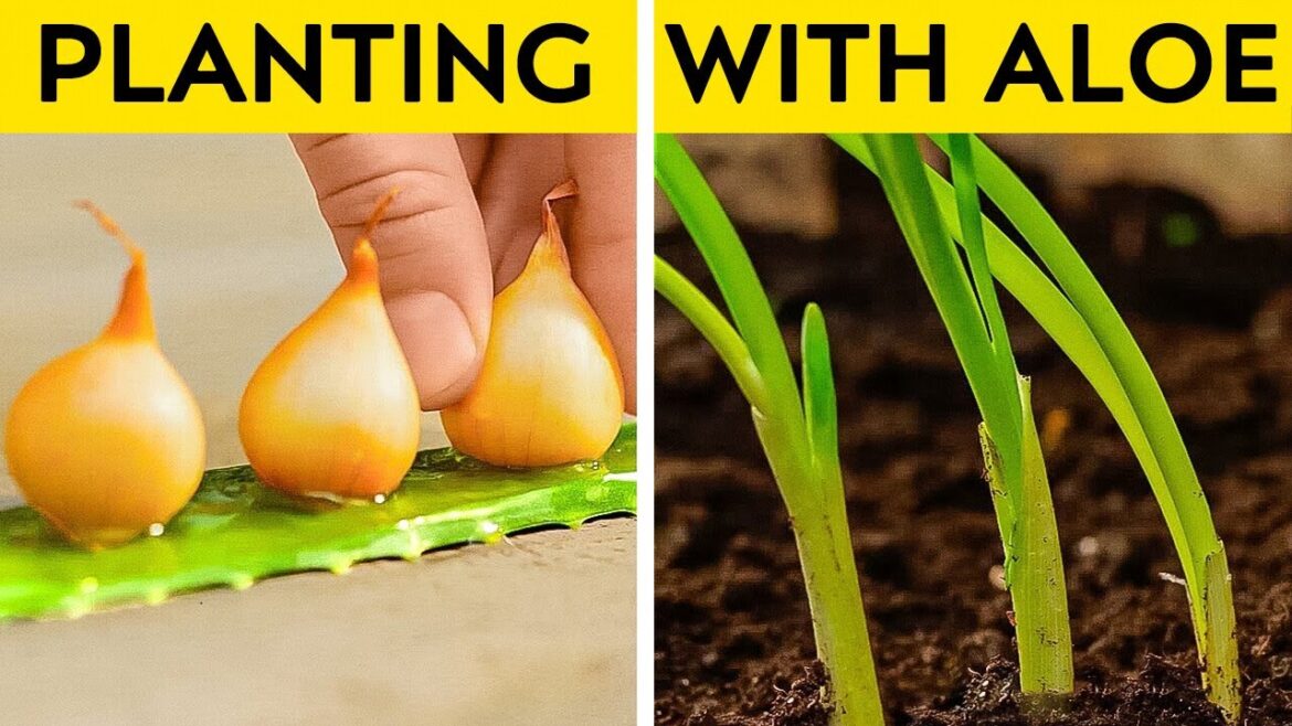 Garden Hacks: Growing Healthy Plants with Minimal Space Garden Hacks: Growing Healthy Plants with Minimal Space