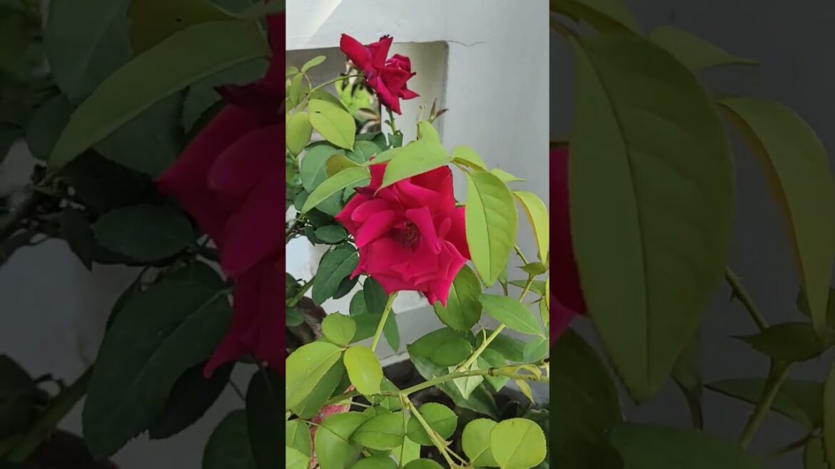 terrace gardening #gardendelight #gardendesign #garden #nature