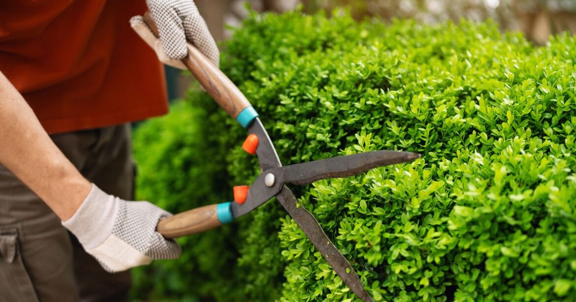 Five laws you could break while gardening as expert warns public to avoid fines Ipso logo
