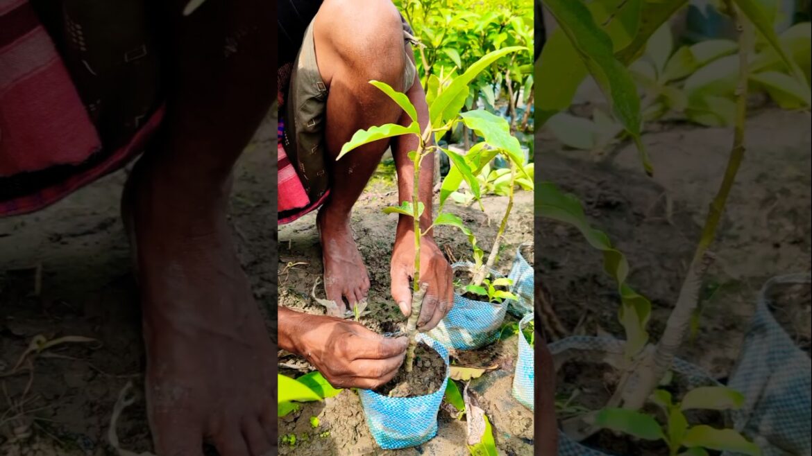 Michelia Champa Graft Tape Removed ✅ See the Plant’s Progress! #shorts Michelia Champa Graft Tape Removed ✅ See the Plant’s Progress! #shorts