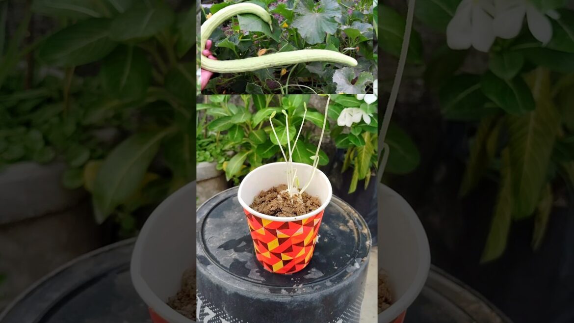 How to grow foot kakri from seeds #shortsfeed #greenrooftop #youtubeshorts #gardening #shorts How to grow foot kakri from seeds #shortsfeed #greenrooftop #youtubeshorts #gardening #shorts