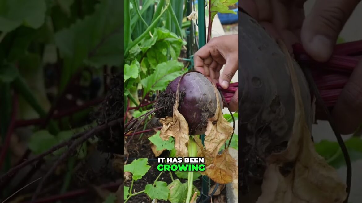 Giant Beets! 🥬 How We Grow Beets Year-Round in Southern California