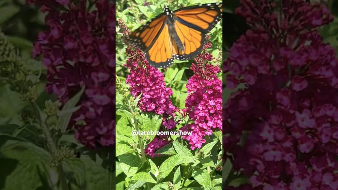 Monarch sighting at The Nursery! #monarchbutterfly #gardening