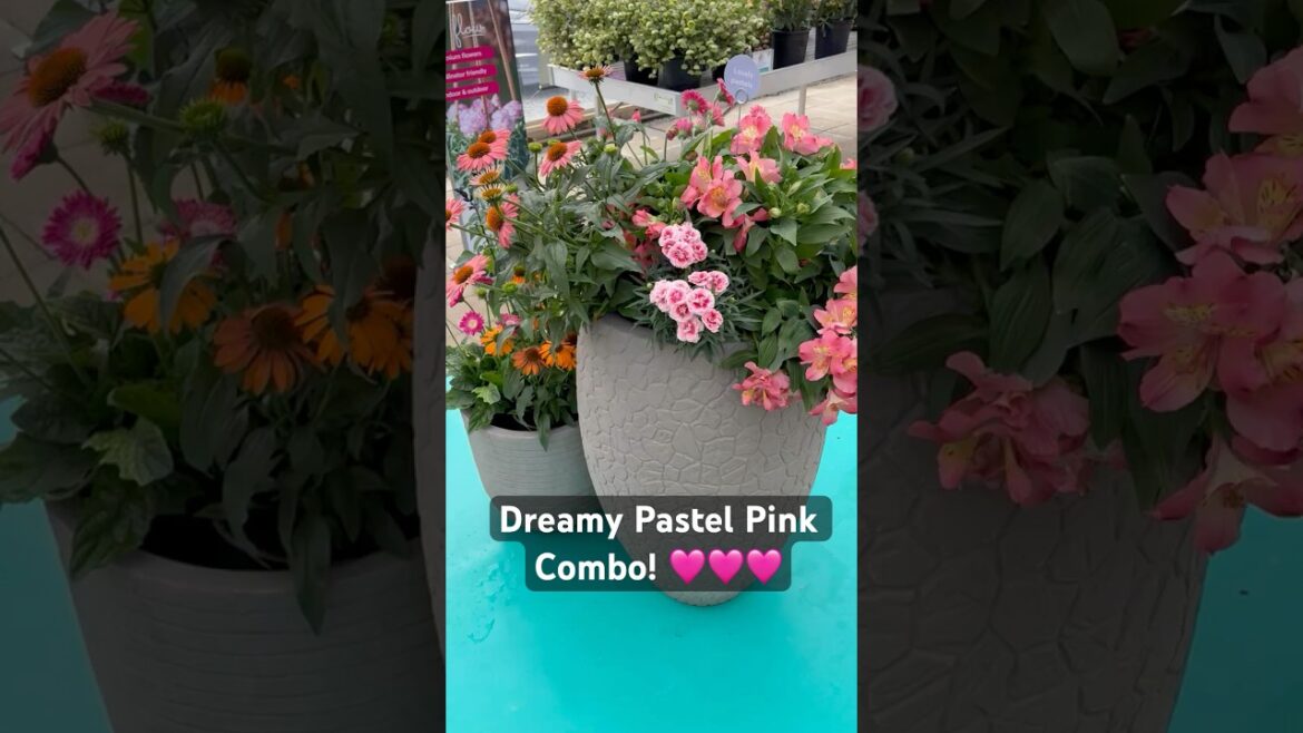 Dreamy Pink Perennial Container Garden – Beautiful & Easy Flower Combo! Dreamy Pink Perennial Container Garden - Beautiful & Easy Flower Combo!