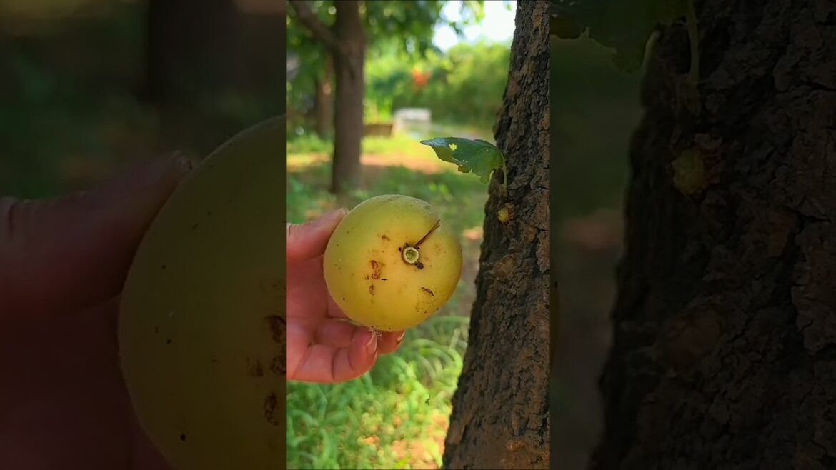 My First Time Harvesting A Yellow Plum! 🌿 So Satisfying! #YellowPlum #FruitHarvest #GardeningLife