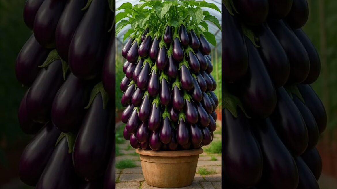 🌿Plant Propagation Secrets | Grow eggplant Easily!
