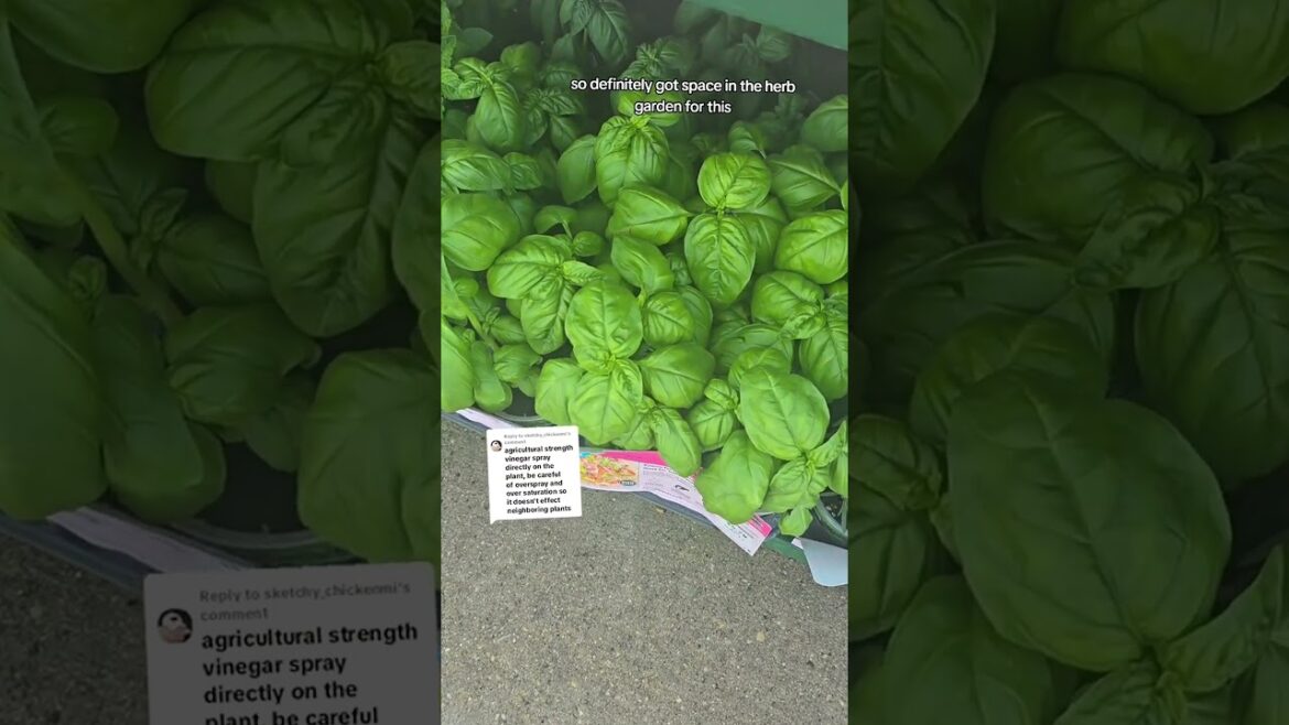 Skipping tractor supply, but chasing ag grade vinegar #gardening