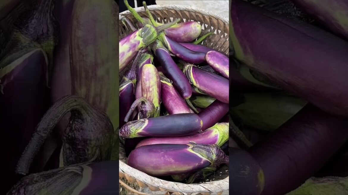 Harvesting Fresh Long Purple Eggplants! 🍆 Garden to Table Goodness #shorts