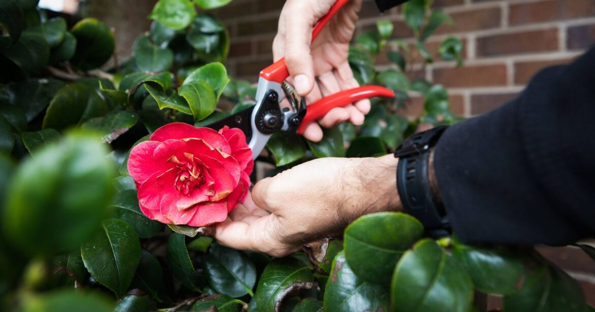 Gardening expert warns common mistake people make when deadheading plants Ipso logo