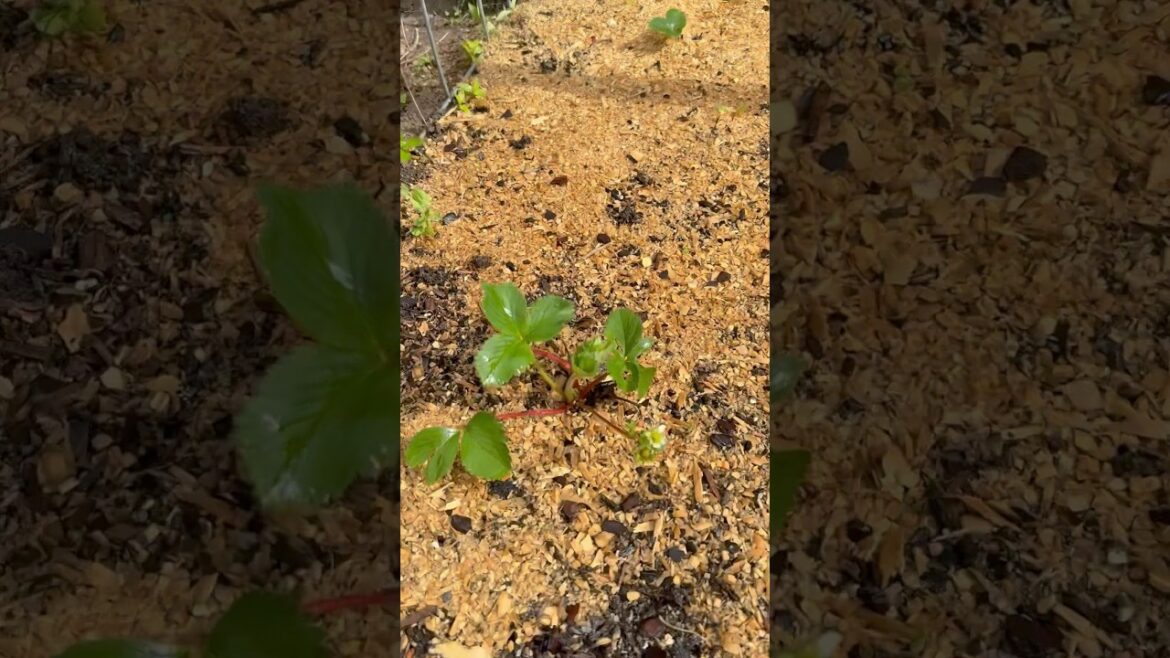 My little backyard garden #garden #homestead #homesteading #backyardgarden #ladysfarm