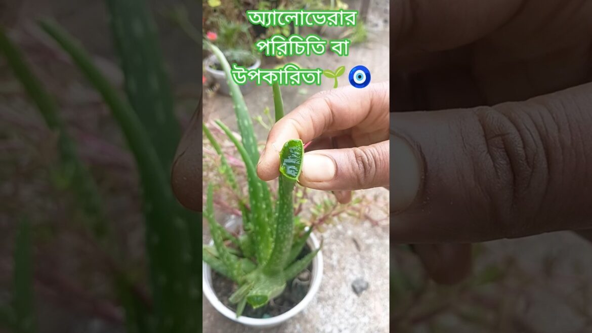 অ্যালোভেরা গাছের পরিচিতি বা উপকারিতা 🌱🧿#garden #gardenplants#ytshorts#aloe vera plants#gardentrees🌱.