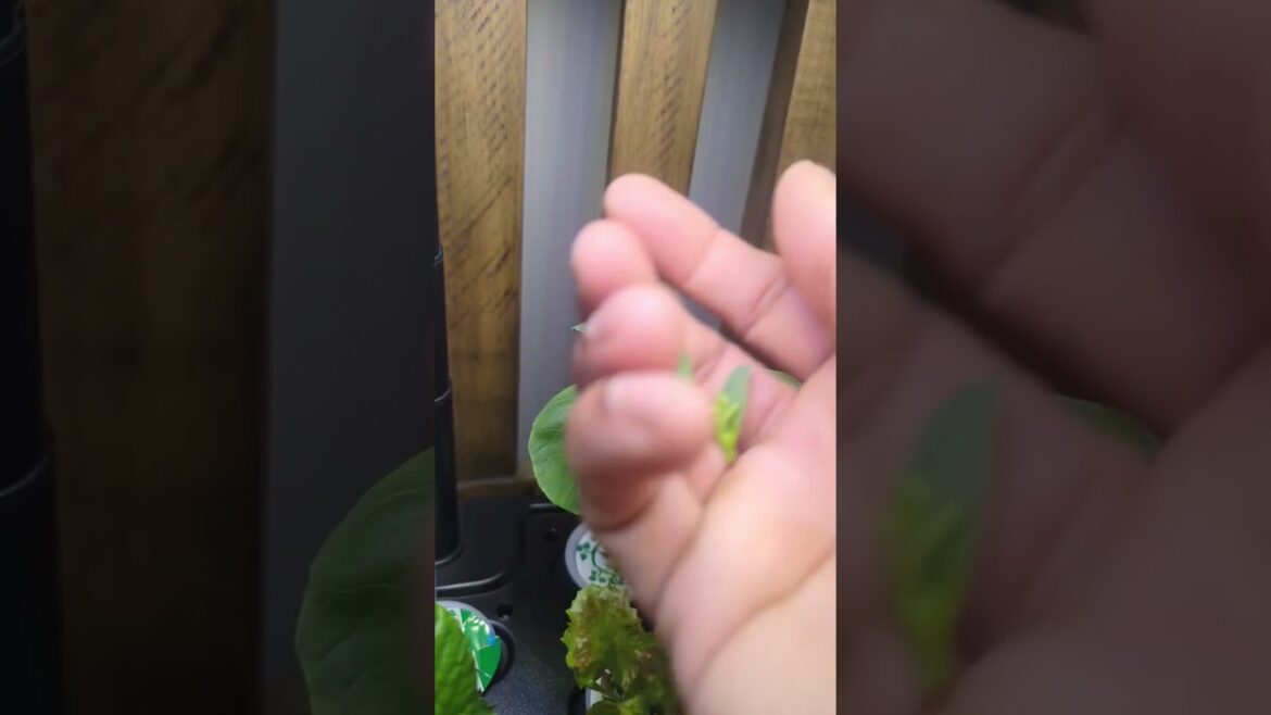 Bok Choy Bolting ” The End ” Indoor Smart garden #indoorgarden #gardening #garden Bok Choy Bolting " The End " Indoor Smart garden #indoorgarden #gardening #garden